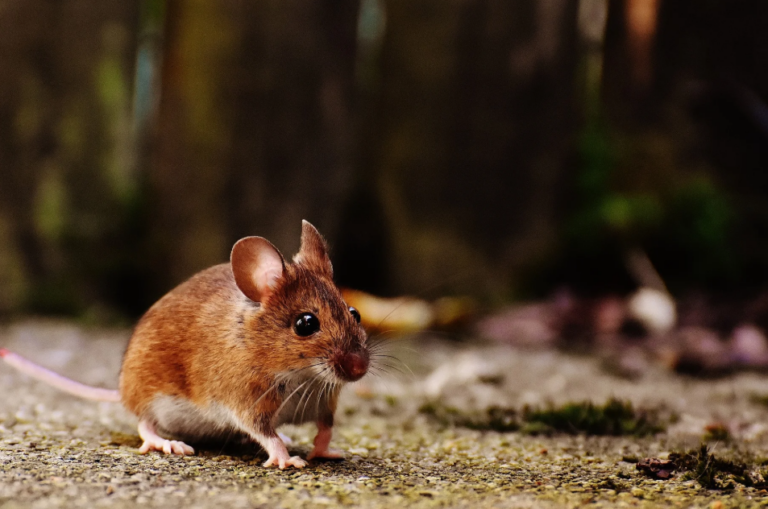 Common Rodent Control Challenges and Their Solutions in Southern California